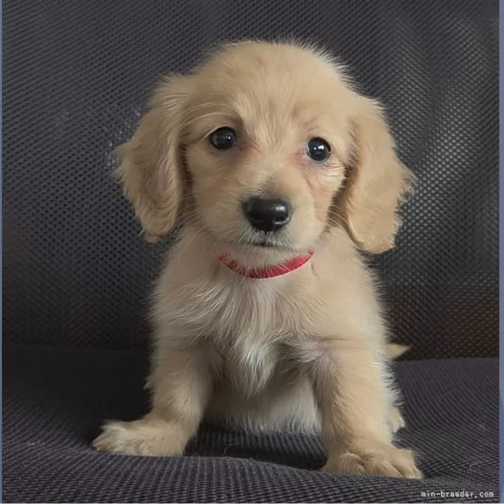 ID：2505-05903の子犬
