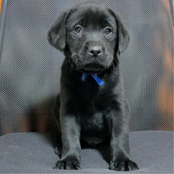 ラブラドールレトリバー【三重県・男の子・2024年10月28日・ブラック】の写真「★骨格構成抜群！★お顔の可愛い★男の子★」