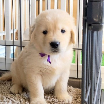 ゴールデンレトリバー【三重県・男の子・2025年3月3日・淡いゴールド】の写真「✨可愛いお顔の男の子✨淡いゴールドColor」