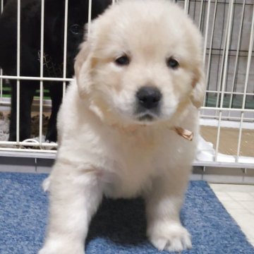 ゴールデンレトリバー【三重県・女の子・2025年9月20日・クリーム】の写真「★小柄でもムチムチ丸々なボディ★」