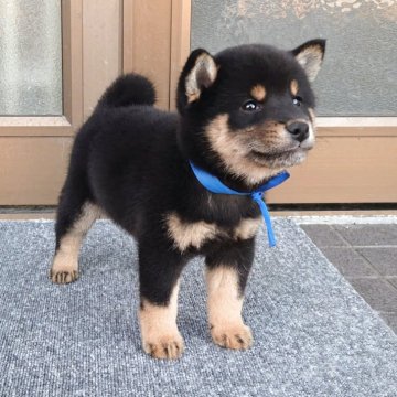 柴犬(豆柴)【三重県・男の子・2025年10月1日・黒】の写真「★タヌキ顔の豆柴男の子★両親遺伝子検査クリア★」
