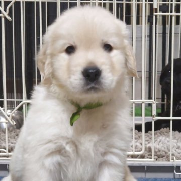 ゴールデンレトリバー【三重県・男の子・2025年9月20日・クリーム】の写真「✨️丸々ふわふわなクリーム男の子✨️」