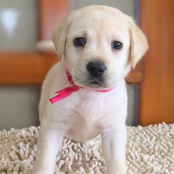 ラブラドールレトリバー【三重県・女の子・2025年7月10日・イエロー】の写真「タレ目の可愛い❤女の子」