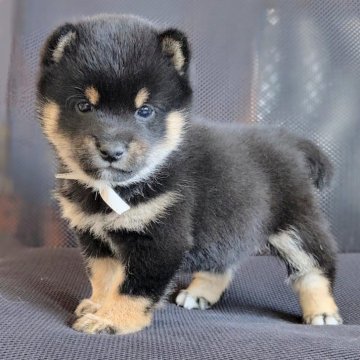 柴犬(豆柴)【三重県・男の子・2025年2月24日・黒】の写真「★タヌキ顔の豆柴男の子★小さいてもコロコロ★」