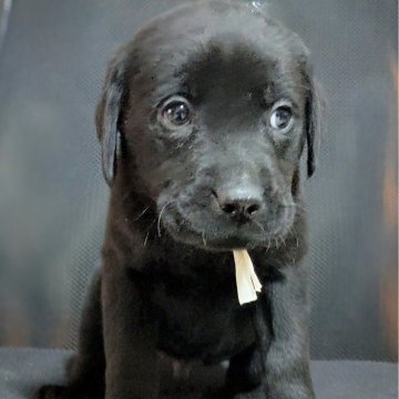 ラブラドールレトリバー【三重県・男の子・2024年10月28日・ブラック】の写真「★とにかくお顔が可愛い男の子★」