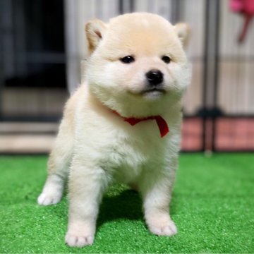 柴犬(標準サイズ)【三重県・女の子・2025年1月26日・白】の写真「♥両親犬遺伝子検査クリア♥モコモコ可愛い女の子♥」