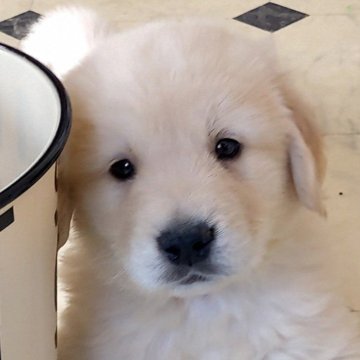 ゴールデンレトリバー【三重県・男の子・2025年3月3日・クリーム】の写真「★ホワイト系★クリームColor男の子」