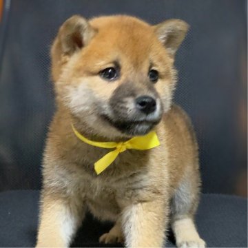 柴犬(標準サイズ)【三重県・女の子・2024年11月17日・赤毛】の写真「父犬豆柴認定犬✭母犬豆柴サイズ✮小柄な女の子」