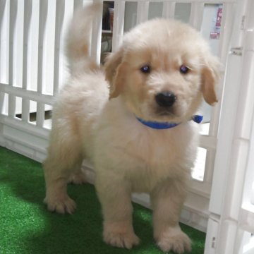 ゴールデンレトリバー【三重県・男の子・2025年9月22日・ゴールデン】の写真「★頭部大きく★胴体★足★マズル★短い男の子★」