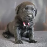 ラブラドールレトリバー【三重県・女の子・2025年1月11日・ブラック】の写真1