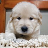 ゴールデンレトリバー