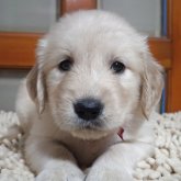 ゴールデンレトリバー