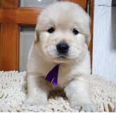 ゴールデンレトリバー