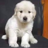 ゴールデンレトリバー【三重県・男の子・2025年9月20日・クリーム】の写真4