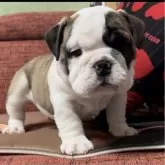 ブルドッグ【三重県・女の子・2024年10月23日・レッド&ホワイト】の写真3