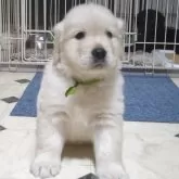 ゴールデンレトリバー【三重県・男の子・2025年9月20日・クリーム】の写真3