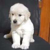 ゴールデンレトリバー【三重県・男の子・2025年9月20日・クリーム】の写真5