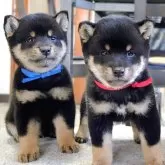 豆柴【三重県・男の子・2025年10月1日・黒】の写真5「左の子になります」