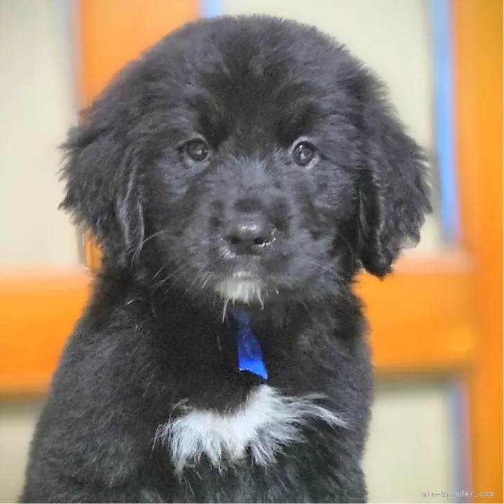ID：2410-03267の子犬