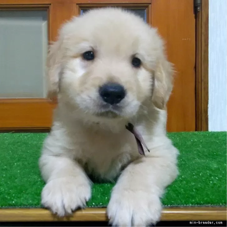 ID：2408-03063の子犬