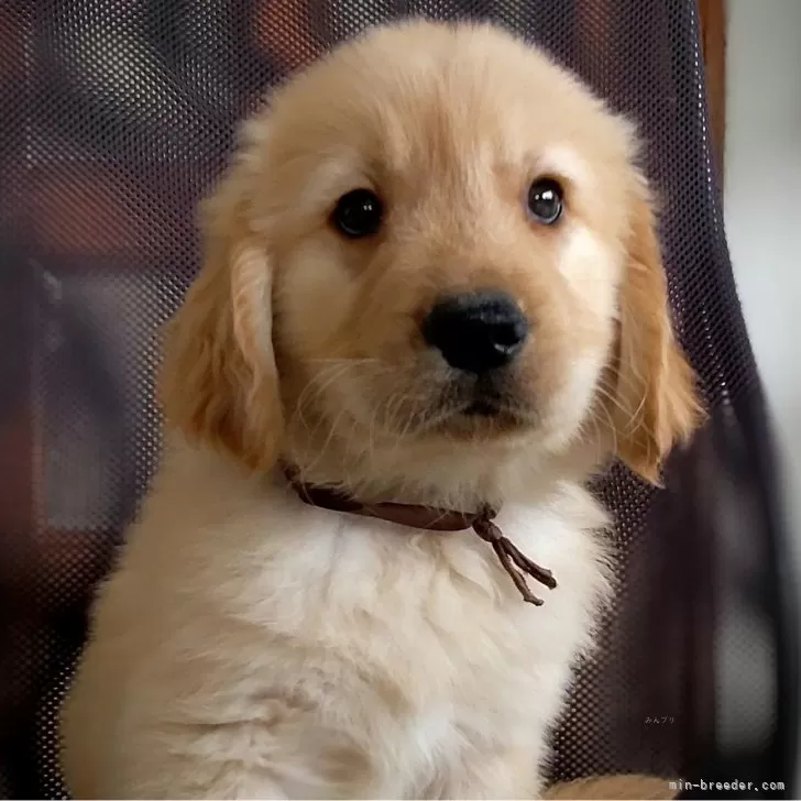 ID：2405-03248の子犬