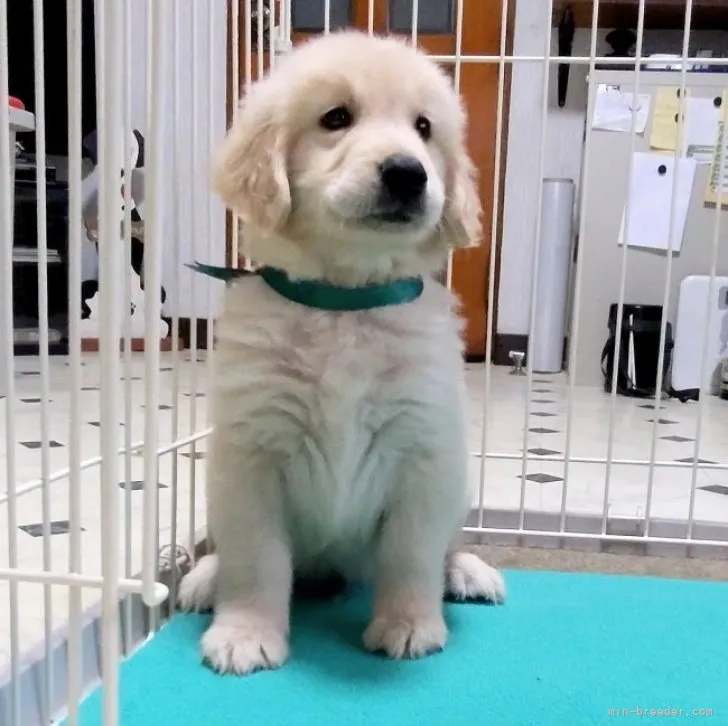 ID：2310-02117の子犬