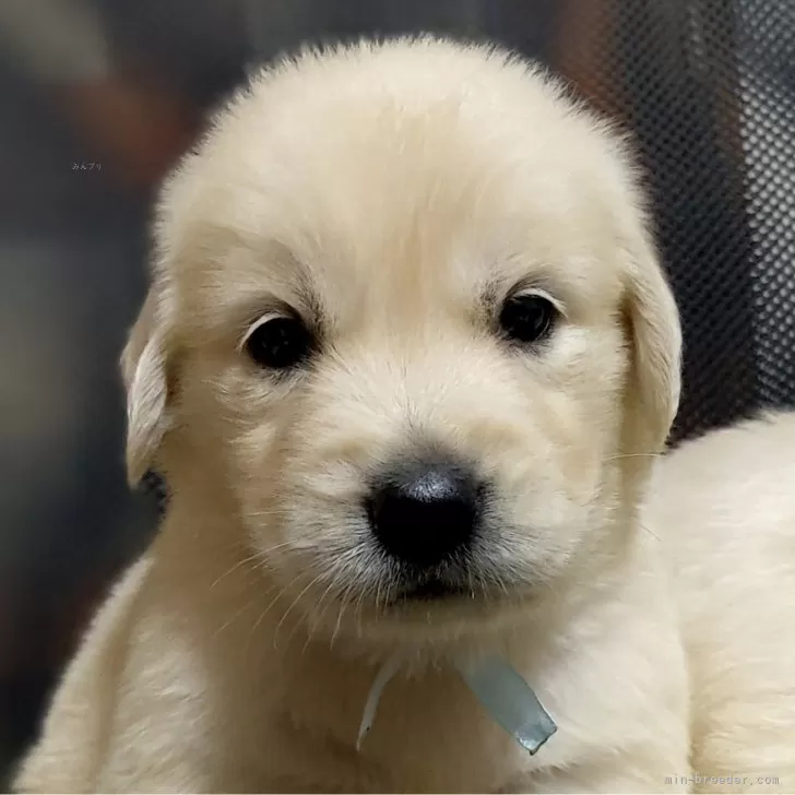 ID:2411-00663の子犬