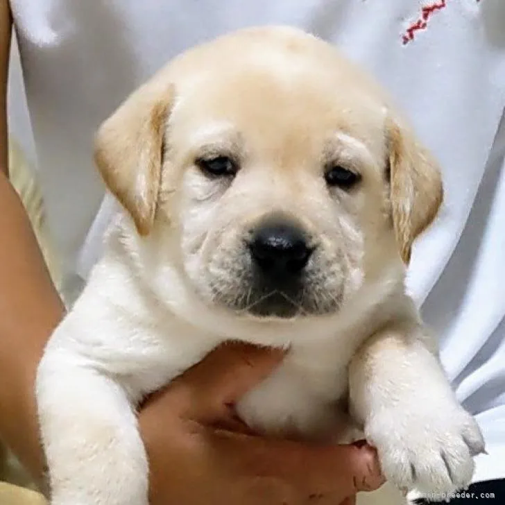 ID：2207-05235の子犬