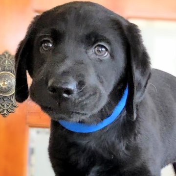 ラブラドールレトリバー【三重県・男の子・2023年7月23日・ブラック】の写真「★両親共に遺伝子検査クリア★可愛い黒ラブ男の子★」