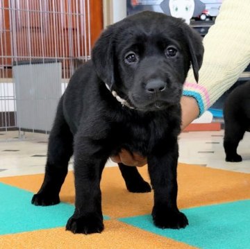 ラブラドールレトリバー【三重県・女の子・2023年1月15日・ブラック】の写真「★両親共に遺伝子検査2項目クリア★女の子」
