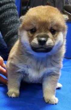 柴犬(標準サイズ)【三重県・女の子・2020年1月1日・赤】の写真「元旦生まれ㊗️小柄な赤柴☆女の子☆」