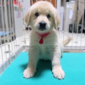 ゴールデンレトリバー【三重県・女の子・2023年8月16日・ゴールド】の写真「★淡いゴールド★優良血統★女の子」