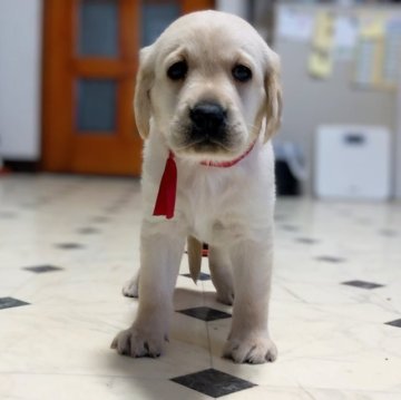 ラブラドールレトリバー【三重県・女の子・2023年9月7日・イエロー】の写真「★イエロー可愛い女の子★」