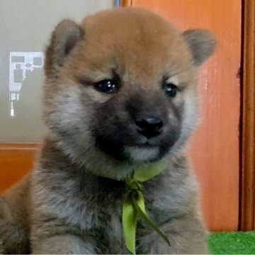 柴犬(標準サイズ)【三重県・男の子・2024年7月14日・赤】の写真「★父犬豆柴認定犬★コンパクトな男の子★」