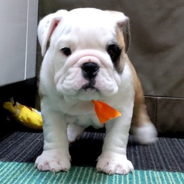 ブルドッグ【三重県・女の子・2024年2月18日・レッド&ホワイト】の写真「★両親犬共に遺伝子検査クリア★チャンピオン直子★」