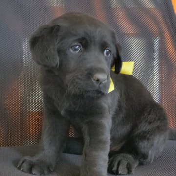 ラブラドールレトリバー【三重県・女の子・2024年3月27日・ブラック】の写真「★ブラックColor女の子！親犬遺伝子検査クリア★」