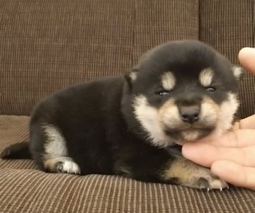柴犬(標準サイズ)【三重県・女の子・2018年12月23日・黒】の写真「★黒柴女の子★小ぶりです★」