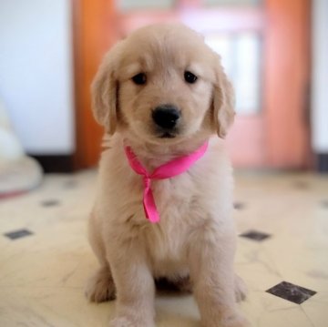 ゴールデンレトリバー【三重県・女の子・2024年3月20日・ゴールド】の写真「★可愛いゴールデン女の子★優良血統★」