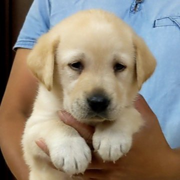 ラブラドールレトリバー【三重県・女の子・2022年6月17日・イエロー】の写真「容姿🐾可愛いイエロー女の子💕」