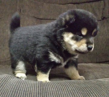 柴犬(標準サイズ)【三重県・男の子・2020年1月1日・黒】の写真「★元旦生まれ★小ぶりな黒柴男の子★」