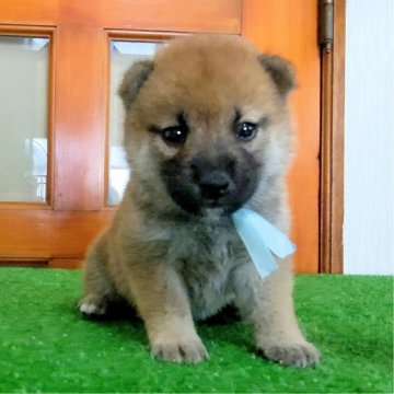 柴犬(標準サイズ)【三重県・女の子・2024年7月14日・赤】の写真「★父犬豆柴認定犬★小柄な赤柴女の子★」