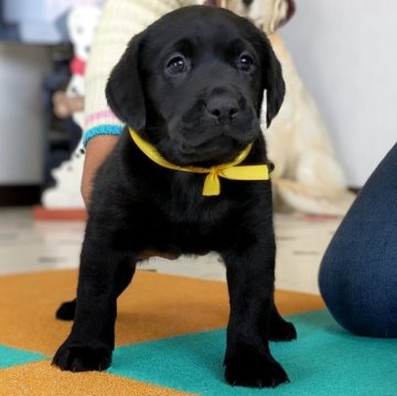 ラブラドールレトリバー【三重県・女の子・2023年1月15日・ブラック】の写真「両親犬遺伝子検査2項目クリア★イエローリボン女の子」