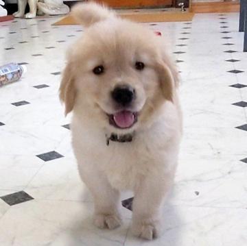 ゴールデンレトリバー【三重県・男の子・2022年7月27日・ゴールド】の写真「★両親優良血統★アメリカタイプ★男の子★」