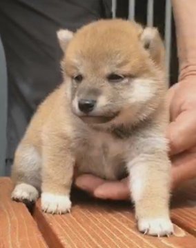 柴犬(標準サイズ)【三重県・男の子・2020年8月19日・赤】の写真「★8/19生赤柴男の子★両親遺伝子検査クリアです★」