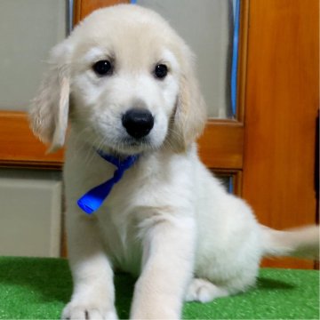 ゴールデンレトリバー【三重県・男の子・2024年8月31日・ゴールド】の写真「★両親遺伝子検査3項目クリア★可愛いお顔の男の子」