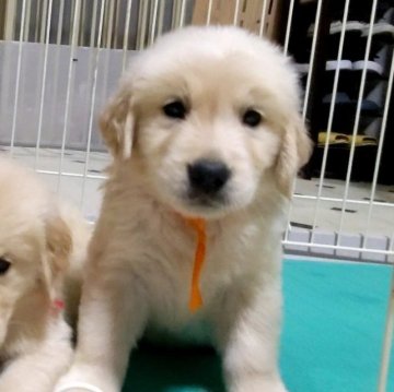 ゴールデンレトリバー【三重県・女の子・2023年8月16日・クリーム】の写真「★両親遺伝子検査クリア★クリームカラー女の子★」