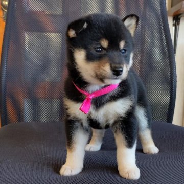 柴犬(標準サイズ)【三重県・女の子・2023年11月18日・黒】の写真「★小柄な女の子★配色が綺麗★」