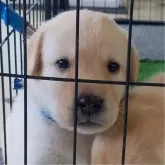 ラブラドールレトリバー【三重県・男の子・2024年8月23日・イエロー】の写真1