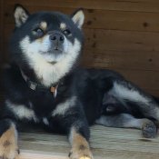 柴犬【・男の子・2022年10月7日・黒】