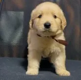 ゴールデンレトリバー【三重県・男の子・2023年9月10日・ゴールド】の写真2